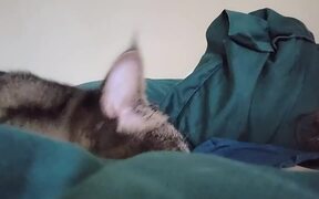 Cat Attempts to Wake Up Owner in Bed - Animals - VIDEOTIME.COM