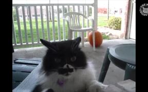 Funny Cats With Zero Chill Pet Compilation - Animals - VIDEOTIME.COM