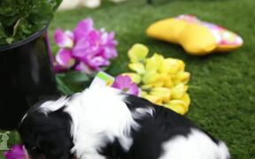 Cavalier Puppies Arrange Flower Bouquet