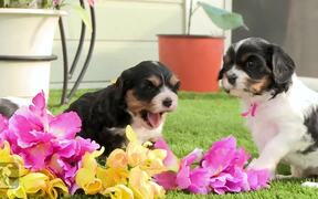 Cavalier Puppies Arrange Flower Bouquet