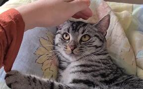 Cat Softly Hugs Owner's Hand as They Pat Her