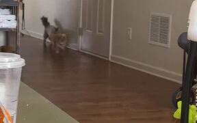 Dog Takes Down Cat While Protecting Puppy