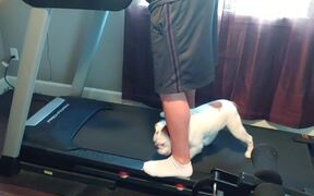 Dog Gets Confused After Hopping on A Treadmill - Animals - VIDEOTIME.COM