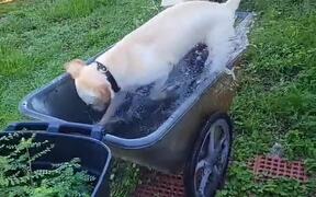 Dog Plays in Stroller Filled With Water
