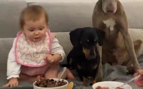 Dad Feeds Baby and Dogs