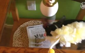 Funny Ditzy Dogs Pet Video - Animals - VIDEOTIME.COM
