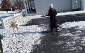 Dog Plays With Snow Being Thrown by Owner - Animals - VIDEOTIME.COM