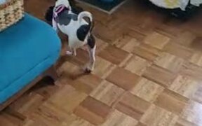 Puppy Carries Shoe Upstairs to His Bed - Animals - VIDEOTIME.COM