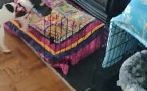 Puppy Carries Shoe Upstairs to His Bed - Animals - VIDEOTIME.COM