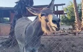 Donkey Excited to See Man