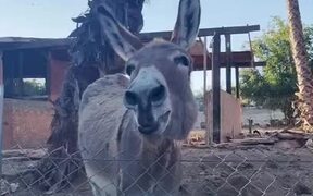 Donkey Excited to See Man