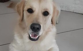 Playful Dog Barks in Sync Along With Owner's Poem - Animals - VIDEOTIME.COM