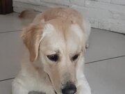 Playful Dog Barks in Sync Along With Owner's Poem - Animals - Y8.COM
