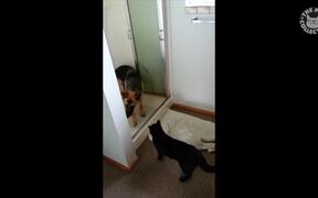 Passive Aggressive Cats - Animals - VIDEOTIME.COM