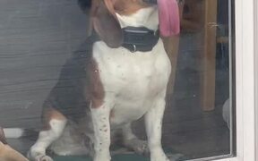 Dog Licks Glass When Owner Puts Him Inside House - Animals - VIDEOTIME.COM