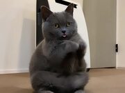 Cat Tries Greeting Pose By Joining Paws - Animals - Y8.COM