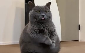 Cat Tries Greeting Pose By Joining Paws - Animals - VIDEOTIME.COM
