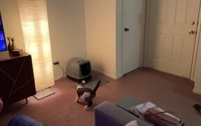 Cat Catches Ball Mid-Air - Animals - VIDEOTIME.COM