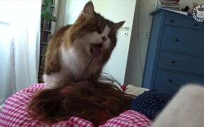 Funny Cats Video Compilation - Animals - VIDEOTIME.COM