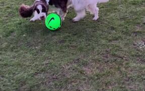 Dog Enjoys Playing With Football in Playground