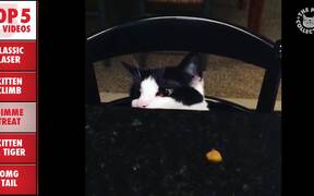 Top 5 Funny Cats Compilation - Animals - VIDEOTIME.COM