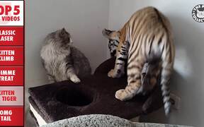Top 5 Funny Cats Compilation - Animals - VIDEOTIME.COM