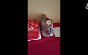 Funny Kitten Popping Out of Purse
