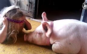Funny Pig Videos