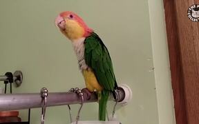 Bird Sings In Shower