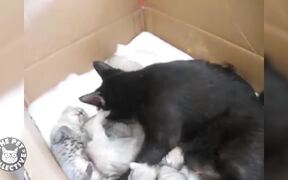Squirrel Adopted By Cat Family - Animals - VIDEOTIME.COM