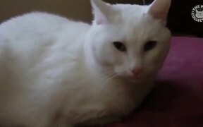 Hilarious Lazy Cats Video Compilation - Animals - VIDEOTIME.COM