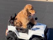 Adorable Dog Drives Its Miniature SUV