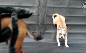 Funny Dog Logic Pet Video Compilation - Animals - VIDEOTIME.COM