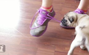 Epic Pug Puppy Battles Epic Shoe - Animals - VIDEOTIME.COM