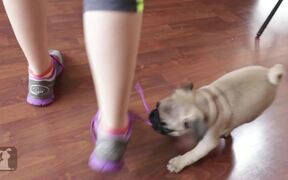 Epic Pug Puppy Battles Epic Shoe - Animals - VIDEOTIME.COM