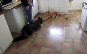 Funny Dog Logic - Animals - VIDEOTIME.COM