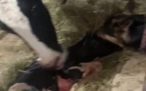Sweet Dog Befriends Cows at Farm