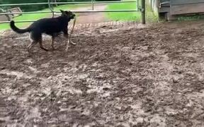 Sweet Dog Befriends Cows at Farm