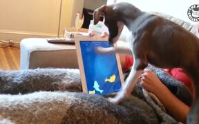 Tech-savvy Pets - Animals - VIDEOTIME.COM