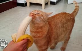 Kitty Devours Banana - Animals - VIDEOTIME.COM