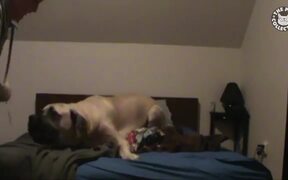 Funny Huge Pets - Animals - VIDEOTIME.COM
