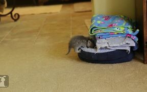 Tiny Kitten Has Tiny Meows - Animals - VIDEOTIME.COM