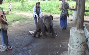 You'll Never Believe What This Elephant Does