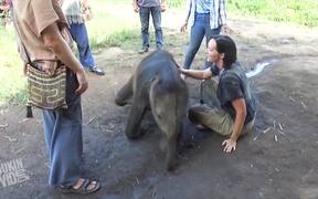 You'll Never Believe What This Elephant Does - Animals - VIDEOTIME.COM