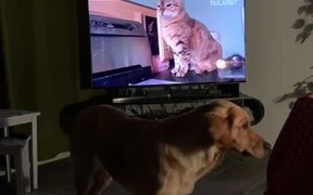Dog Attentively Watches Cat Video On TV Screen