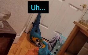 Conversation With Macaws - Animals - VIDEOTIME.COM