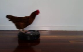 Chicken Roomba