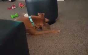 Dog Uses Ottoman as Giant Spinning Top - Animals - VIDEOTIME.COM