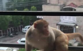 Curious Monkey Breaks Window