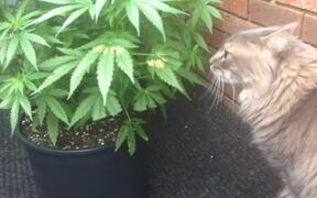 The Cat Eats Marijuana Plant